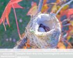 1-14-chick1