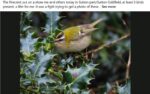 Firecrest-Britain