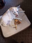Mojo-4th-gotcha