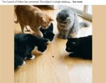 cat-council