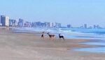 deer-on-the-beach