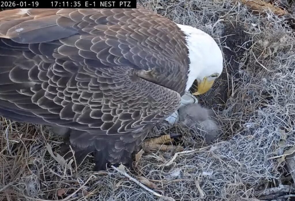 Adult bald eagle tends a newly hatched eaglet at the KNF E-1 nest while another egg remains beneath the parent
