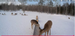 snow-brownville