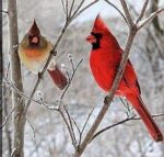 Cardinal-jj