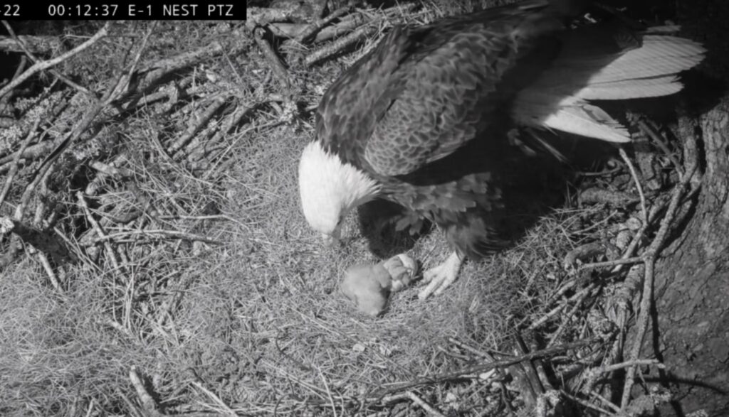 Adult bald eagle stands over a newly hatched eaglet in the KNF E-1 nest during a nighttime infrared view on January 22, 2026