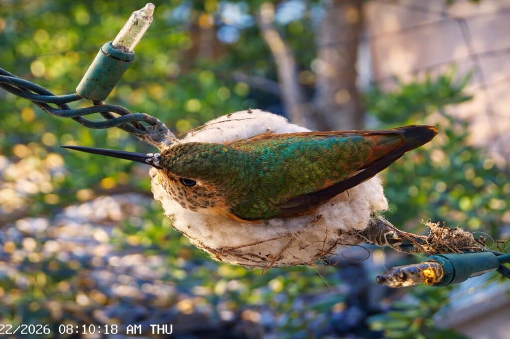 Sapphire, an Allen’s hummingbird, rests on her nest built on Christmas lights as she begins her 2026 nesting season in Thousand Oaks, California.