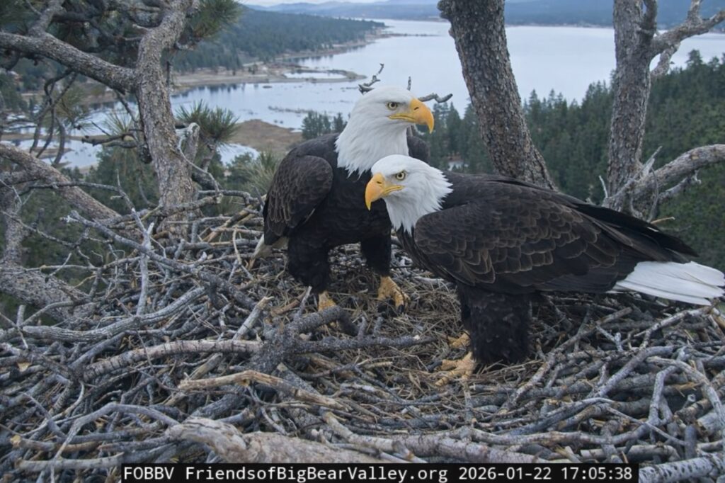 Jackie the Big Bear Eagle and her mate Shadow standing together in the nest overlooking Big Bear Lake