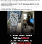 Florida-Bobcat