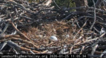 0E.1.25.26eggalone