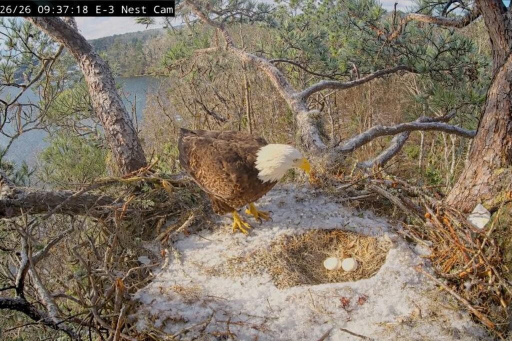 Bald eagle Alex II stands over two eggs at the KNF E-3 nest during PIP watch