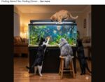 Finding-Nemo