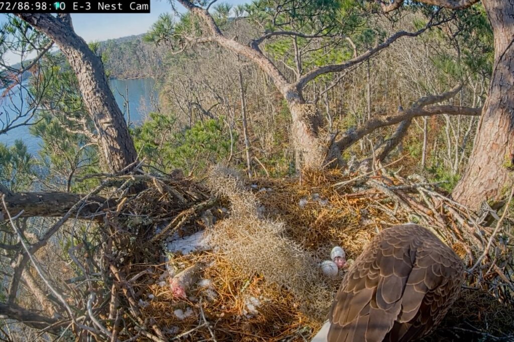 Newly hatched eaglet beside its shell as Andrea III tends the KNF E-3 eagle nest with a second egg still incubating