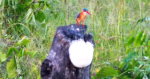 Bird-Jan-2026