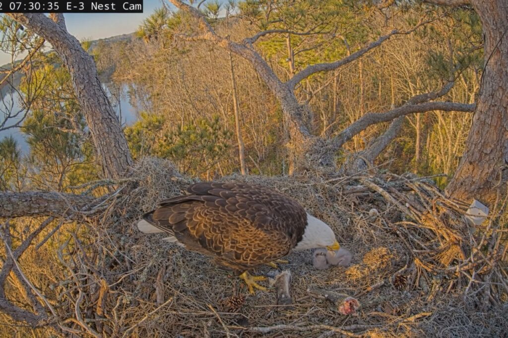 Adult bald eagle Andria III feeds her chick at the E-3 nest during golden morning light on February 2, 2026