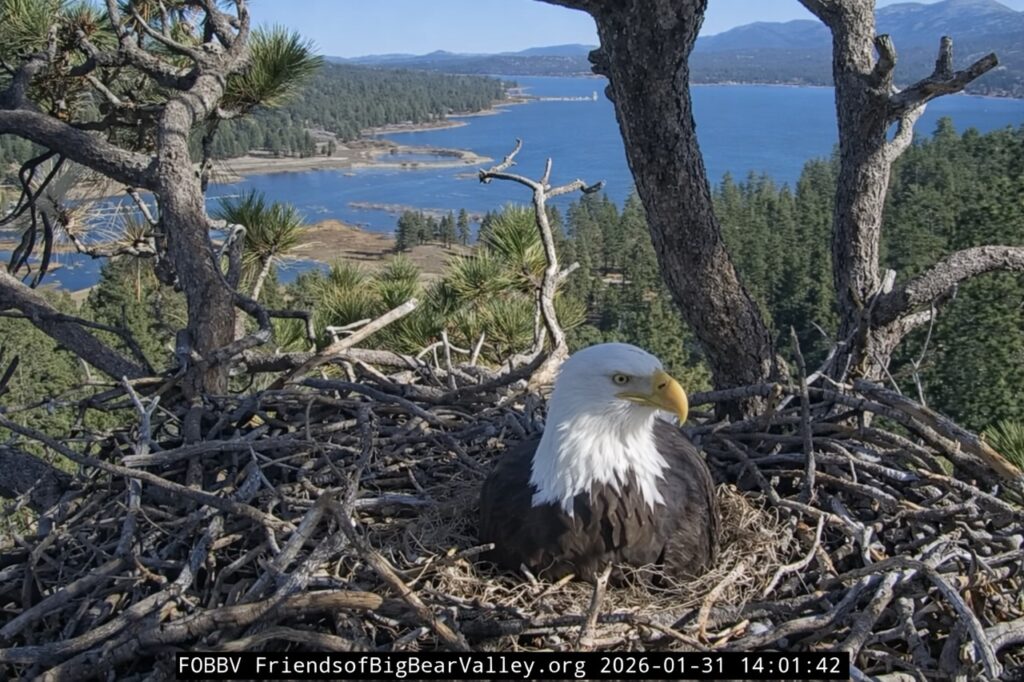 Jackie Remains in the Nest at Big Bear After Egg Loss