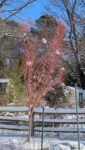 PXL_20260201_1555293202