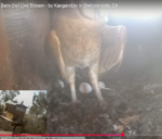 2026-02-04-17_37_54-4-Oceanside-Barn-Owls-2026