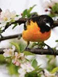 bird