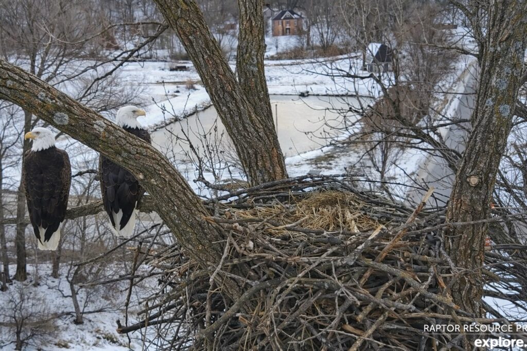 Decorah Eagles N6 nest cam view showing HD and his mate beside the new nest