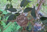 Lilys-nest-2-6