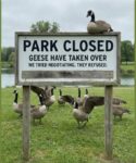 Geese