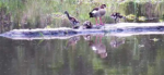 3-baby-geese-1