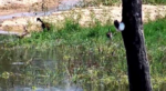 3-baby-geese