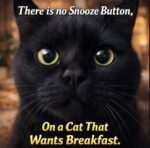No-Snooze