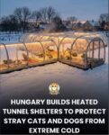 Cat-shelter