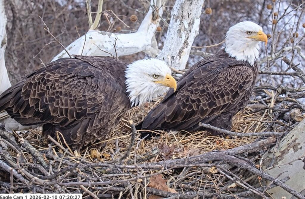 Irv and Stella, the U.S. Steel bald eagle pair, resting together in their nest during early egg watch season