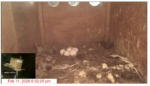 2026-02-11-21_16_58-4-Oceanside-Barn-Owls-2026