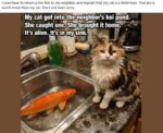 cat-koi