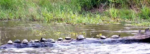 turtles