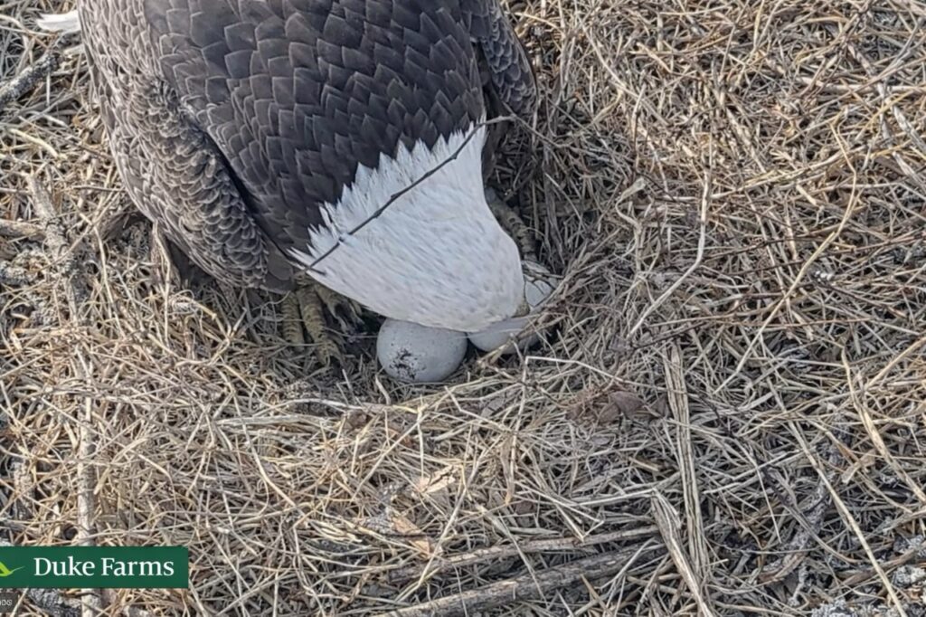 Adult bald eagle at Duke Farms carefully rolling an egg in the nest during the critical hatching window