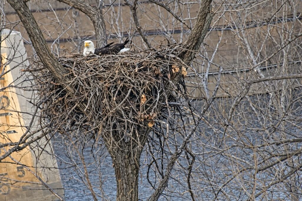 Adult bald eagle incubating first egg at the MN DNR Bald Eagle Cam nest in Minnesota