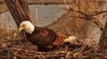 eagle-02