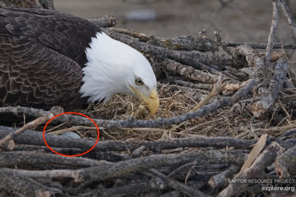 Decorah bald eagle HM incubating the first egg of 2026 at sunrise in the nest