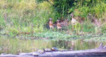 geese-babies