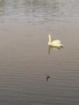 swan