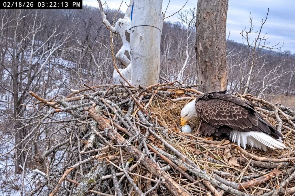 Bella proudly reveals egg #2 at the NCTC Bald Eagle Nest on February 18, 2026