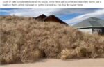 TumbleWeeds