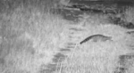 civet