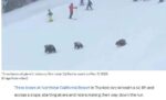 bears