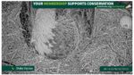 Eagle-egg