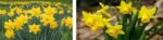 Daffodils