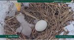 2-23-26-FEEDING