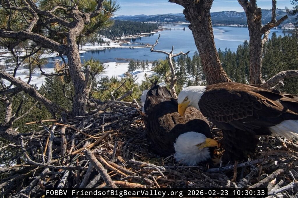 Big Bear eagles Jackie and Shadow preparing nest bowl for possible second clutch after snow melt