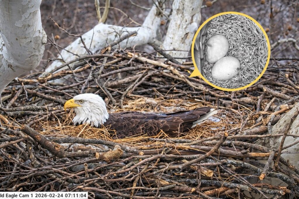 Stella the U.S. Steel bald eagle incubating two eggs after laying her second egg in February 2026