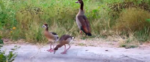 Geese-kids