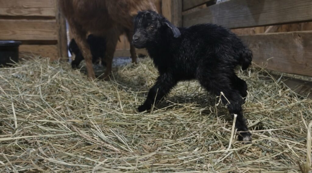 Newborn black baby goat standing on hay inside the barn at Syman Says Farms in Salem CT during kidding season